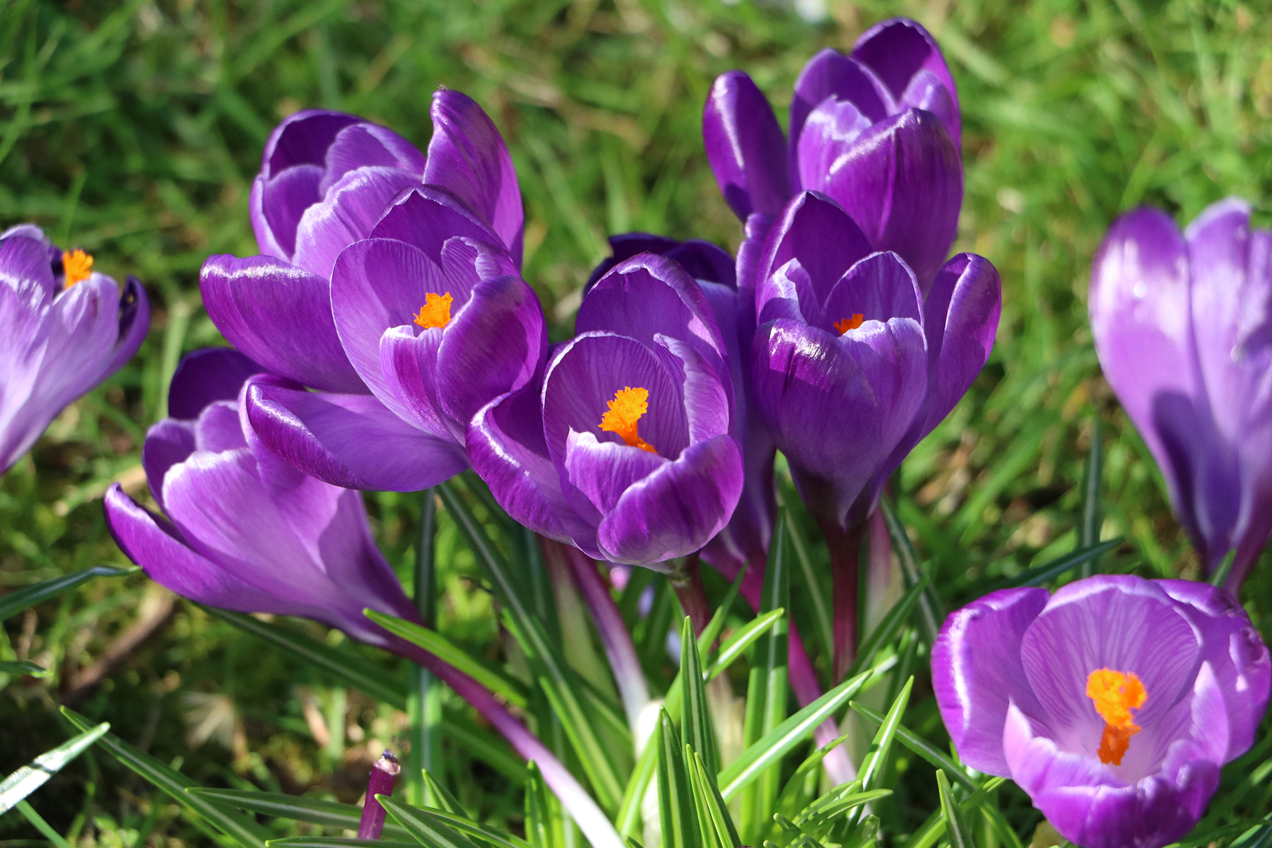 Early spring purple crocuses in sun and grass. - Bina Mehta Spice Blends